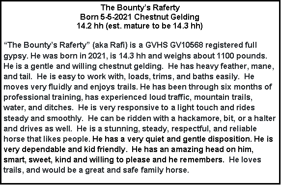 Text Box: The Bountys RafertyBorn 5-5-2021 Chestnut Gelding14.2 hh (est. mature to be 14.3 hh)  The Bountys Raferty (aka Rafi) is a GVHS GV10568 registered full gypsy. He was born in 2021, is 14.3 hh and weighs about 1100 pounds.  He is a gentle and willing chestnut gelding.  He has heavy feather, mane, and tail.  He is easy to work with, loads, trims, and baths easily.  He moves very fluidly and enjoys trails. He has been through six months of professional training, has experienced loud traffic, mountain trails, water, and ditches.  He is very responsive to a light touch and rides steady and smoothly.  He can be ridden with a hackamore, bit, or a halter and drives as well.  He is a stunning, steady, respectful, and reliable horse that likes people. He has a very quiet and gentle disposition. He is very dependable and kid friendly.  He has an amazing head on him, smart, sweet, kind and willing to please and he remembers.  He loves trails, and would be a great and safe family horse.